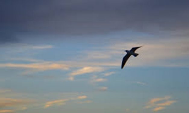 «NOSTALGIAS» Poesía de Xelo Gómez Muñoz